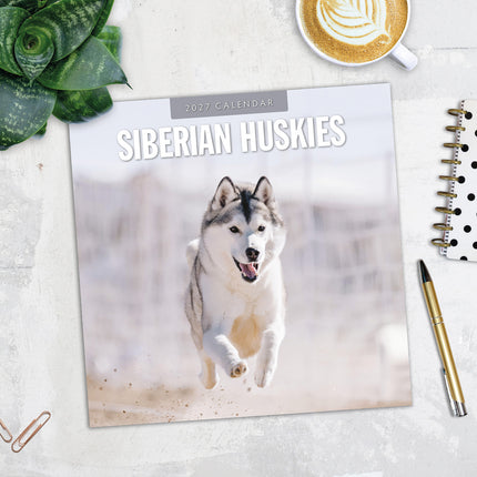 Siberian Huskies 2027 square wall calendar - image detail