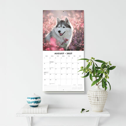 Siberian Huskies 2027 square wall calendar - wall display