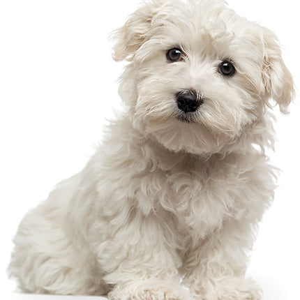 Adorable Dogs 2026 Rectangle Wall Calendar