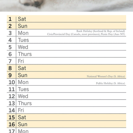 Cats And Kittens 2026 Rectangle Wall Calendar