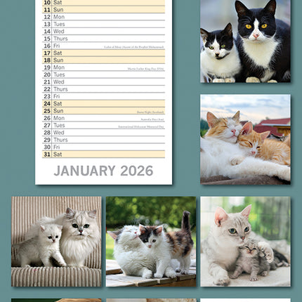 Cats And Kittens 2026 Rectangle Wall Calendar