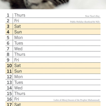 Cats And Kittens 2026 Rectangle Wall Calendar
