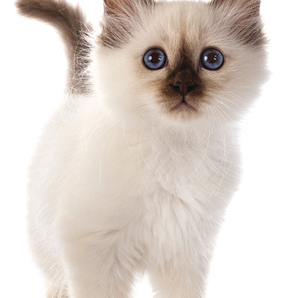 Cute Kittens 2026 Rectangle Wall Calendar
