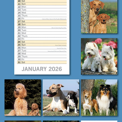 Dogs And Puppies 2026 Rectangle Wall Calendar