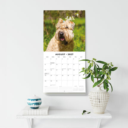 Soft-coated Wheaten Terriers 2027 square wall calendar - wall display