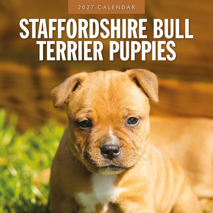 Staffordshire Bull Terrier Puppies 2027 square wall calendar - front cover