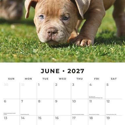 Staffordshire Bull Terrier Puppies 2027 square wall calendar - monthly calendar spread