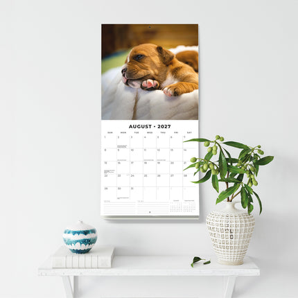 Staffordshire Bull Terrier Puppies 2027 square wall calendar - wall display
