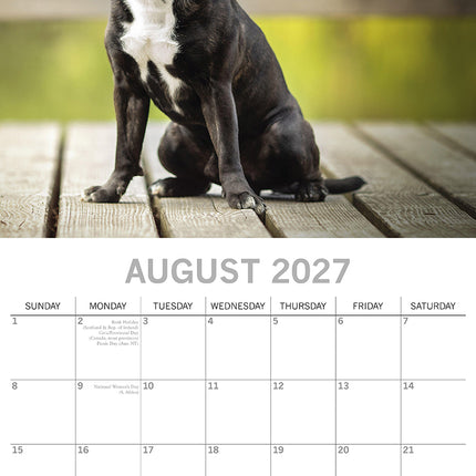 Staffordshire Bull Terriers 2027 Premium Square Wall Calendar August sample page