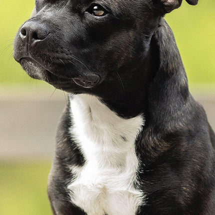 Staffordshire Bull Terriers 2027 Premium Slim Wall Calendar cover