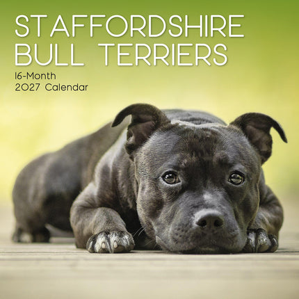 Staffordshire Bull Terriers 2027 Premium Square Wall Calendar cover