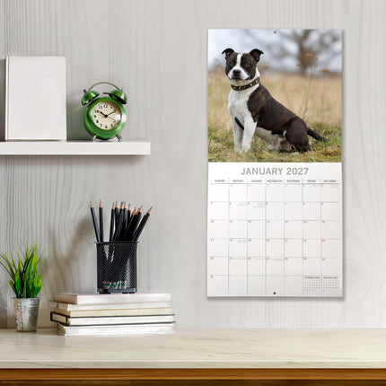 Staffordshire Bull Terriers 2027 Premium Square Wall Calendar lifestyle image