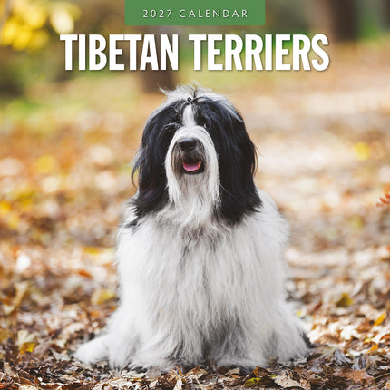 Tibetan Terriers 2027 square wall calendar - front cover