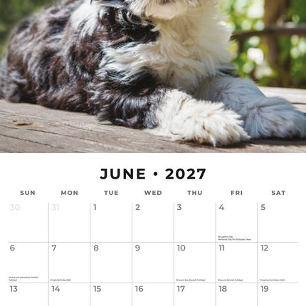 Tibetan Terriers 2027 square wall calendar - monthly calendar spread