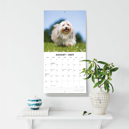Tibetan Terriers 2027 square wall calendar - wall display