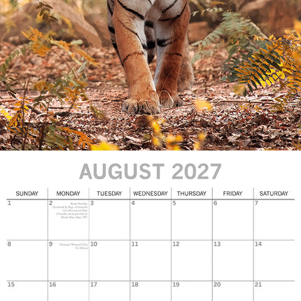 Tigers 2027 Premium Square Wall Calendar August sample page