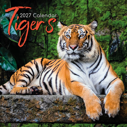 Tigers 2027 Premium Square Wall Calendar cover
