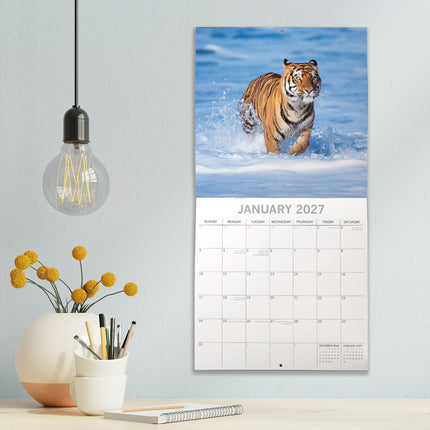 Tigers 2027 Premium Square Wall Calendar lifestyle image