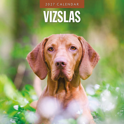 Vizslas 2027 square wall calendar - front cover