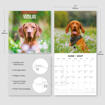 Vizslas 2027 square wall calendar - product specifications