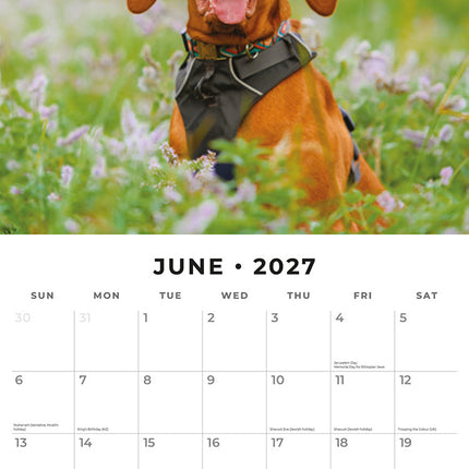 Vizslas 2027 square wall calendar - monthly calendar spread