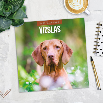 Vizslas 2027 square wall calendar - image detail