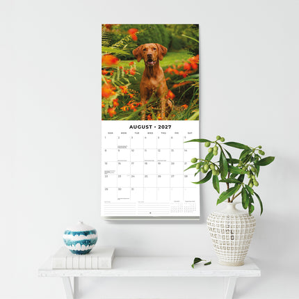 Vizslas 2027 square wall calendar - wall display