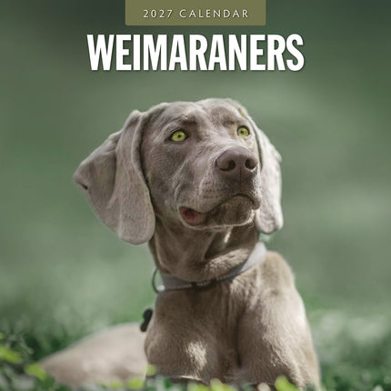 Weimaraners 2027 square wall calendar - front cover