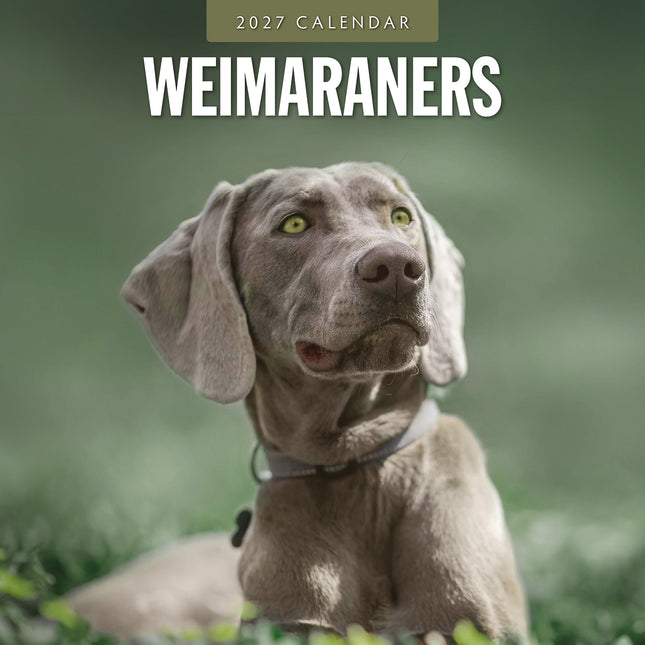 Weimaraners 2027 square wall calendar - front cover