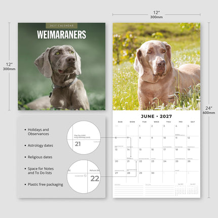 Weimaraners 2027 square wall calendar - product specifications