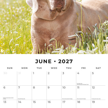 Weimaraners 2027 square wall calendar - monthly calendar spread