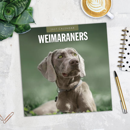Weimaraners 2027 square wall calendar - image detail