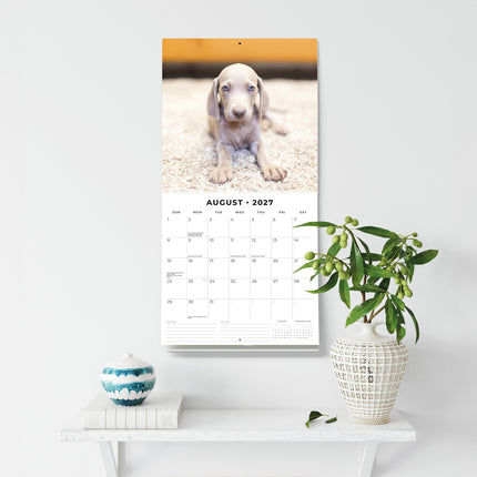 Weimaraners 2027 square wall calendar - wall display