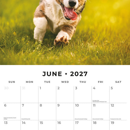 Welsh Corgis 2027 square wall calendar - monthly calendar spread