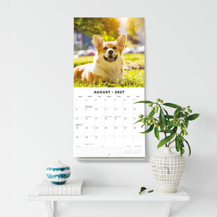 Welsh Corgis 2027 square wall calendar - wall display