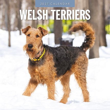 Welsh Terriers 2027 square wall calendar - front cover