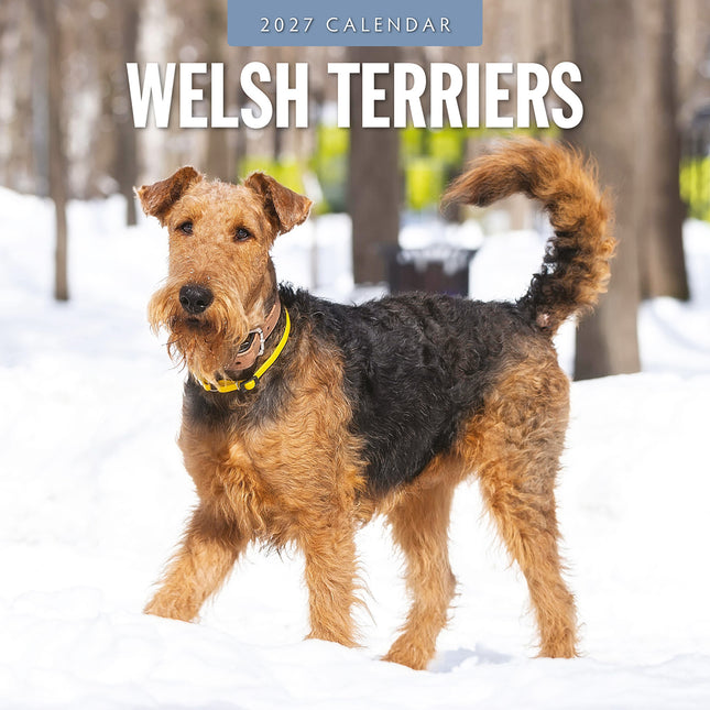 Welsh Terriers 2027 square wall calendar - front cover