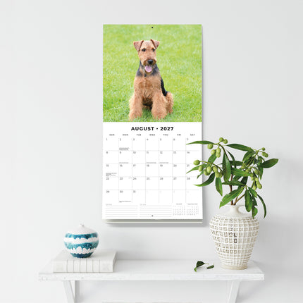 Welsh Terriers 2027 square wall calendar - wall display