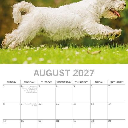 West Highland White Terriers 2027 Premium Square Wall Calendar August sample page
