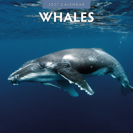 Whales 2027 square wall calendar - front cover
