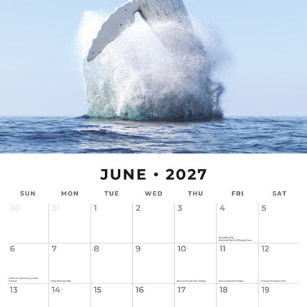 Whales 2027 square wall calendar - monthly calendar spread