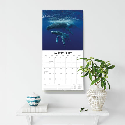 Whales 2027 square wall calendar - wall display