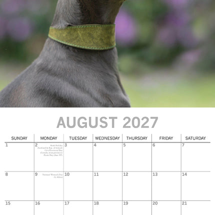 Whippets 2027 Premium Square Wall Calendar August sample page