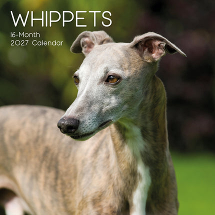 Whippets 2027 Premium Square Wall Calendar cover