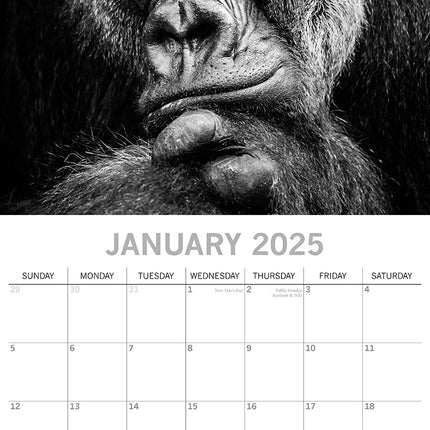 Wild Portraits 2025 Square Wall Calendar 16-Month Premium Planner Christmas Gift