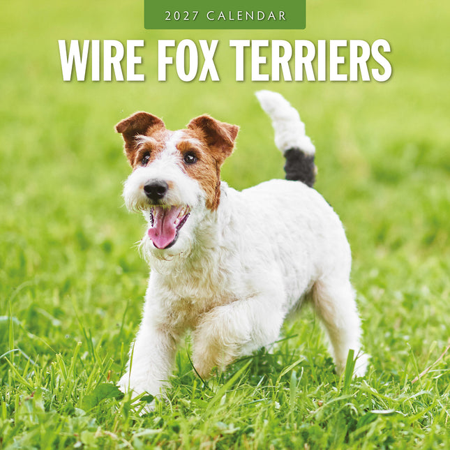 Wire Fox Terriers 2027 square wall calendar - front cover