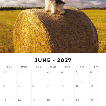 Wire Fox Terriers 2027 square wall calendar - monthly calendar spread