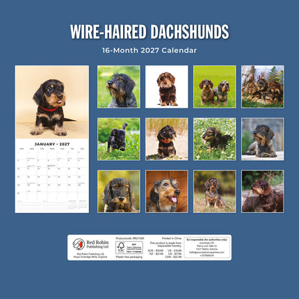 Wire-haired Dachshunds 2027 square wall calendar - back cover