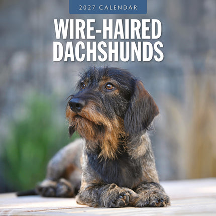 Wire-haired Dachshunds 2027 square wall calendar - front cover