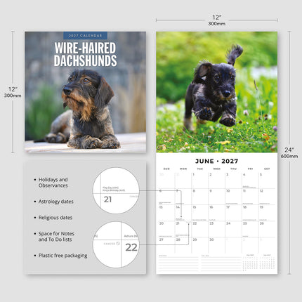 Wire-haired Dachshunds 2027 square wall calendar - product specifications
